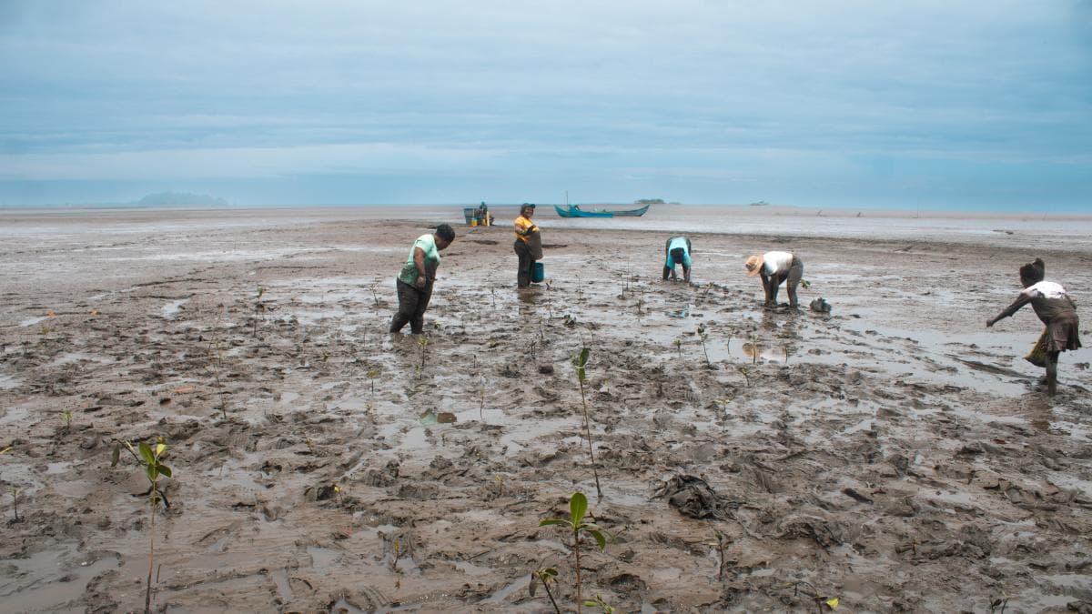 Manglares colombianos: la batalla global por proteger 15 millones de hectáreas antes de 2030