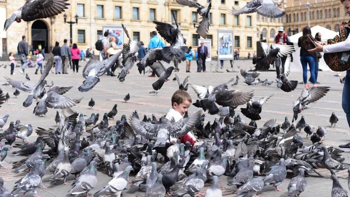 Descubren que el hígado de las palomas funciona como brújula para orientarse