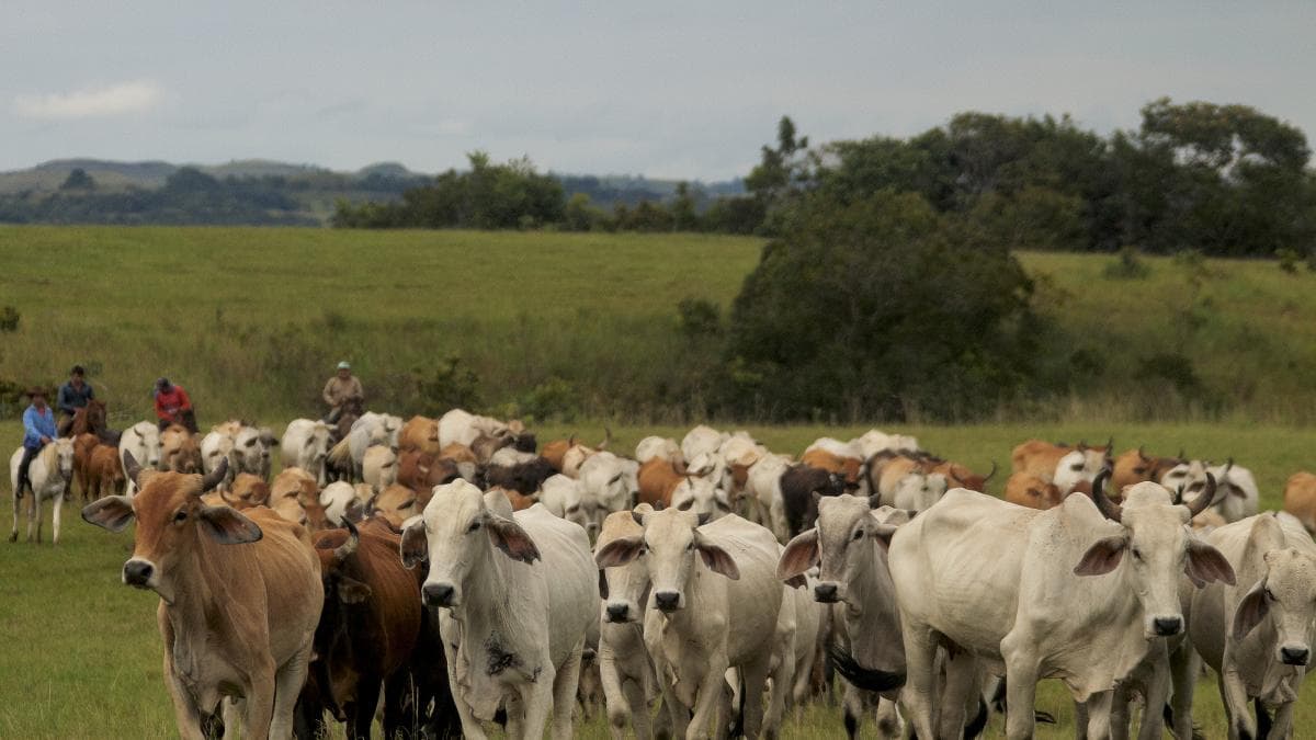 Carne colombiana es dos veces más contaminante que el promedio mundial, alerta estudio científico