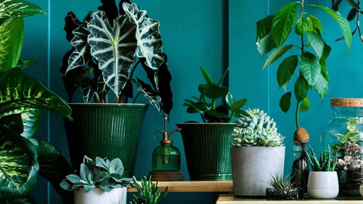 Tres plantas de interior que crecen en agua: decoración sin tierra ni mantenimiento complejo