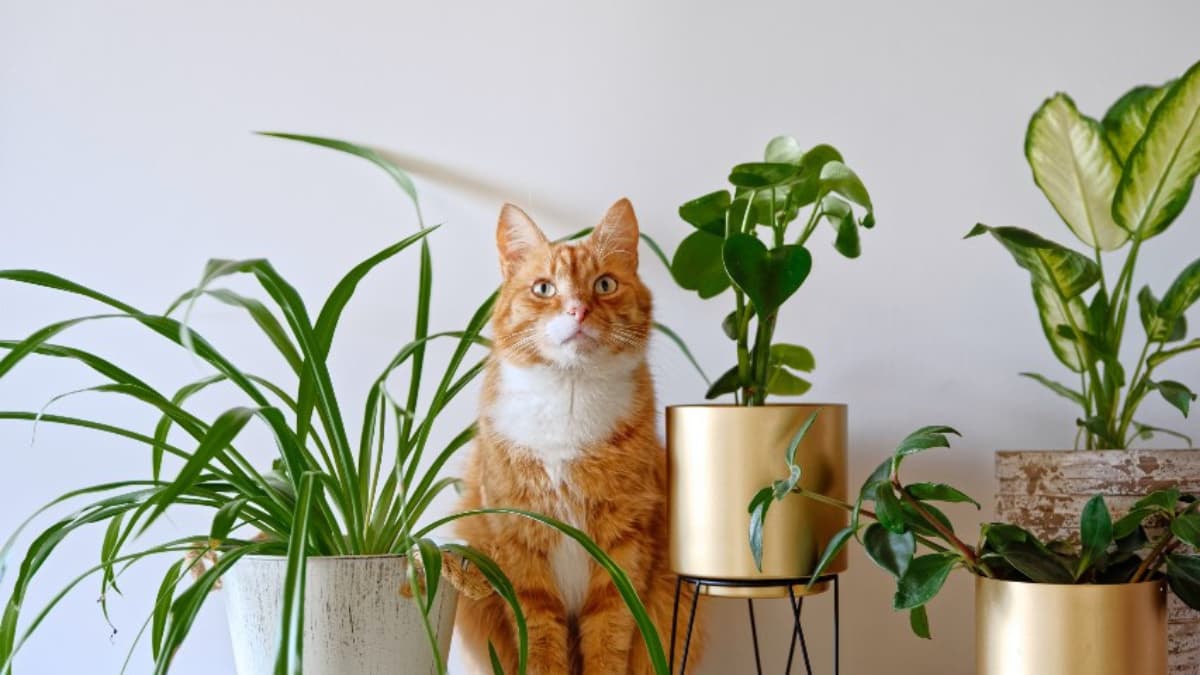 Bicarbonato de sodio: el truco casero que rescata plantas del deterioro