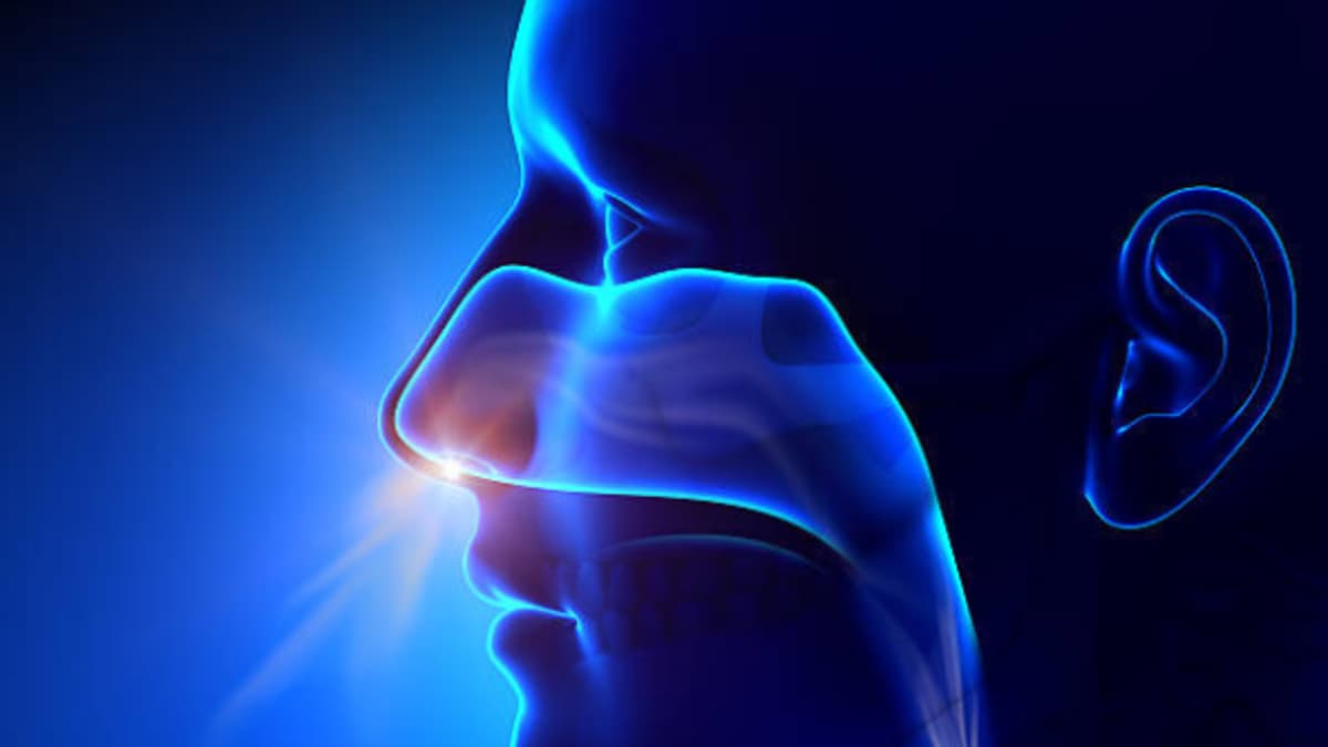 Científicos crean el primer mapa del olfato: clave para restaurar este sentido