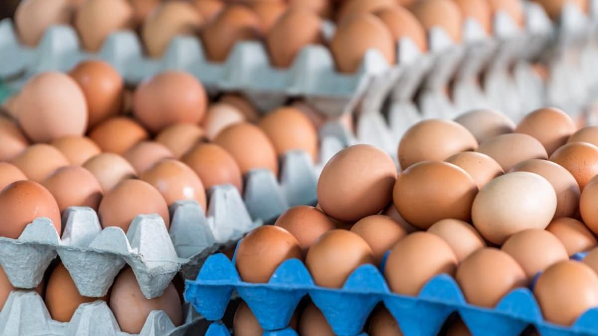 Gobierno lanza programa para distribuir huevos gratis y aliviar crisis de sobreoferta en el campo