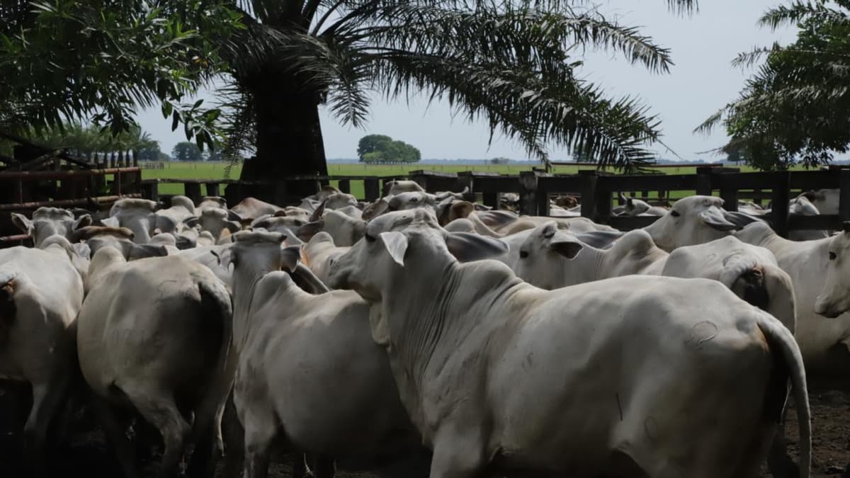 Avalúos de tierras rurales suben más de mil por ciento: ganaderos advierten sobre el impacto en el bolsillo