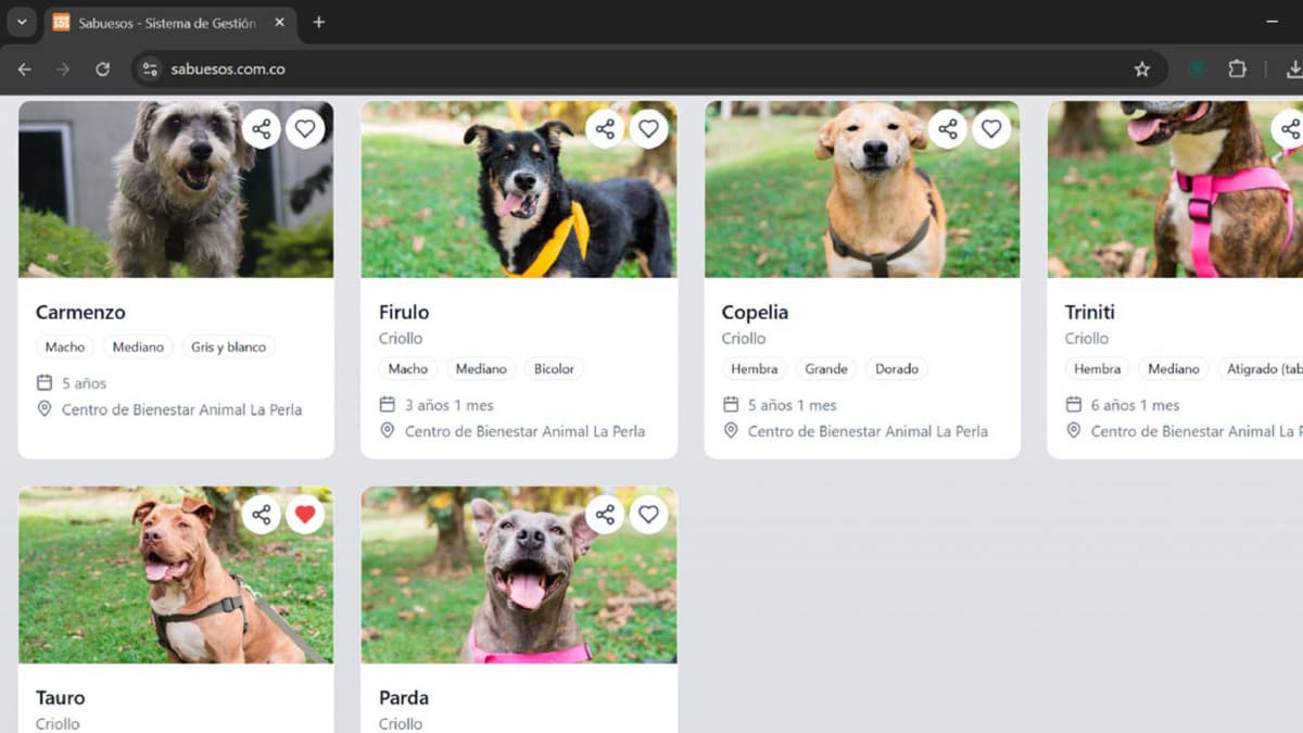 Medellín estrena plataforma digital para adoptar mascotas: más de 1.800 animales buscan hogar desde tu celular