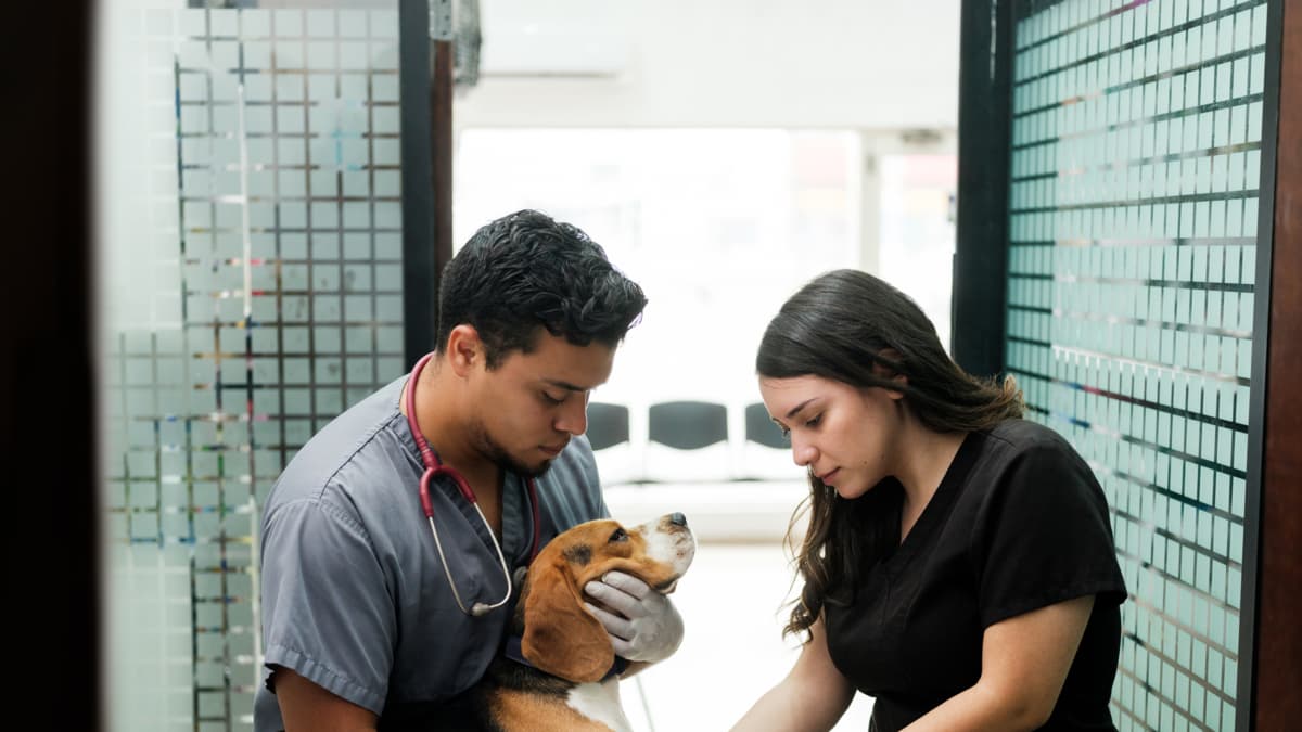 Abdomen inflamado en perros: un síntoma que podría indicar una enfermedad mortal