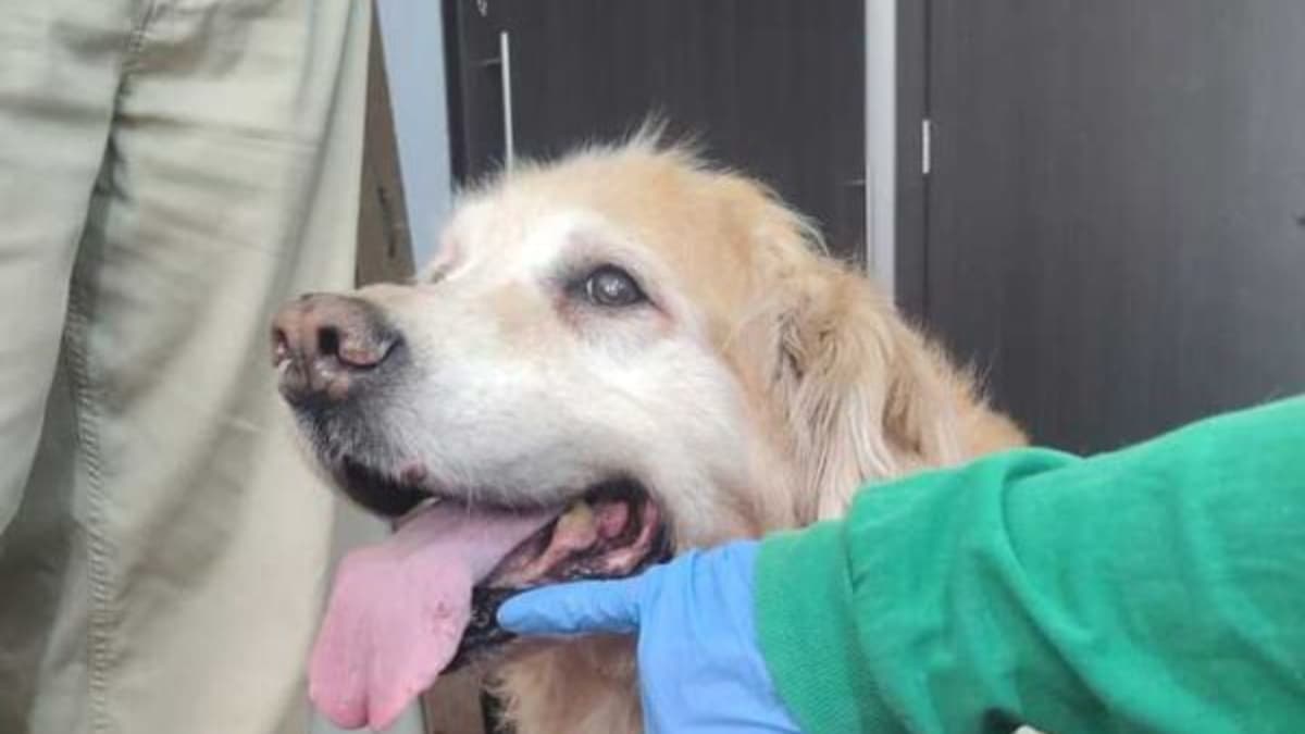 Fiscalía avanza contra maltratadores de Samantha y Mila en Bogotá