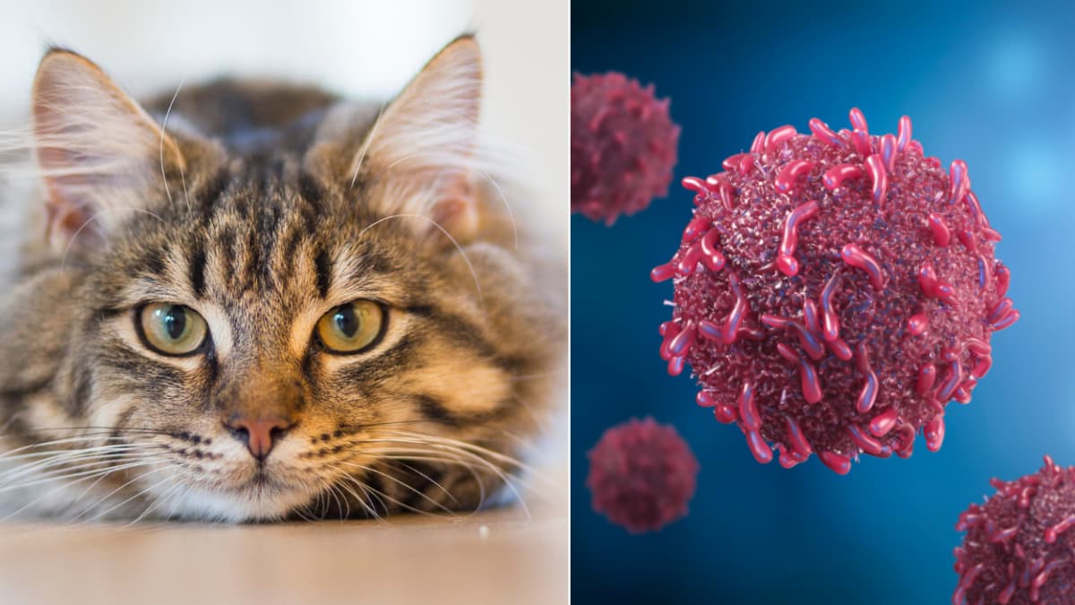 Gato que estornuda mucho: cuándo es alarma y cuándo simplemente es alergias