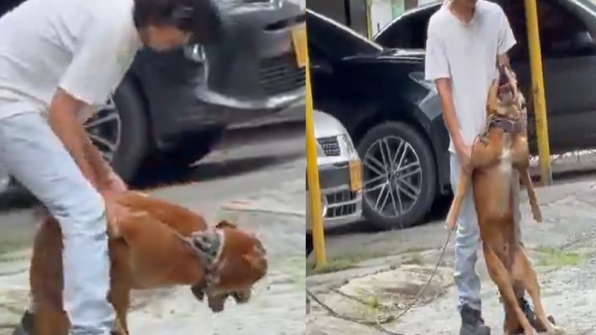 Capturado y soltado: el hombre que torturó a un perro en Buga solo recibió un llamado de atención