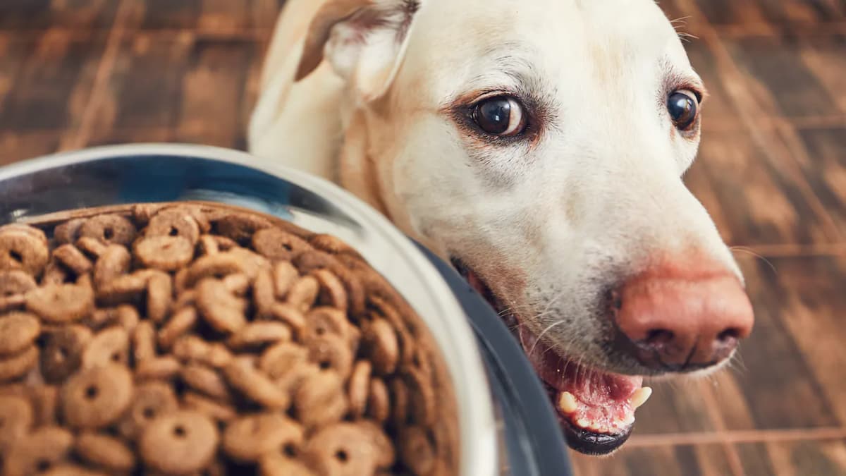 Horarios fijos para alimentar tu perro: la clave para un mascota más tranquila y saludable