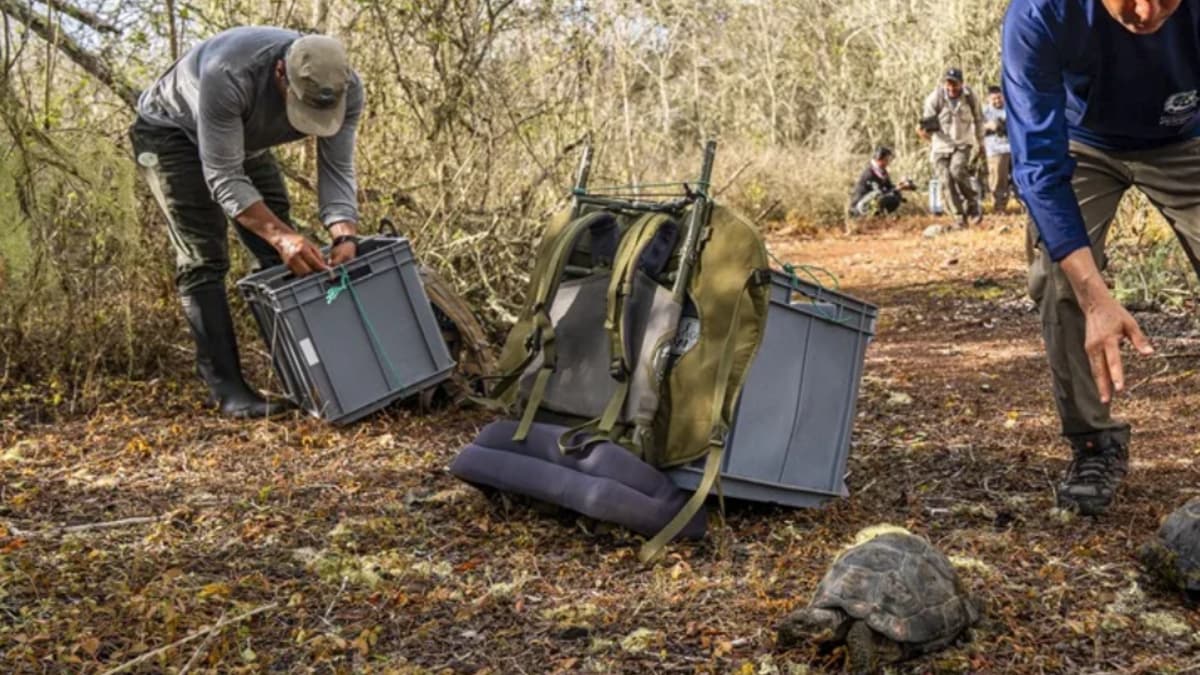 Galápagos recupera sus tortugas gigantes: 158 ejemplares regresan a isla tras casi 150 años desaparecidos
