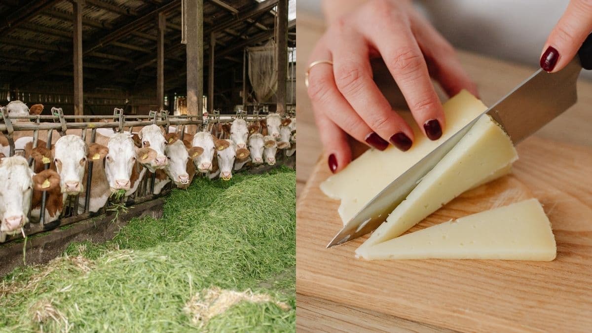 Crisis láctea en la Costa: 300 mil litros de leche se fugan hacia el comercio ilegal por caída de precios