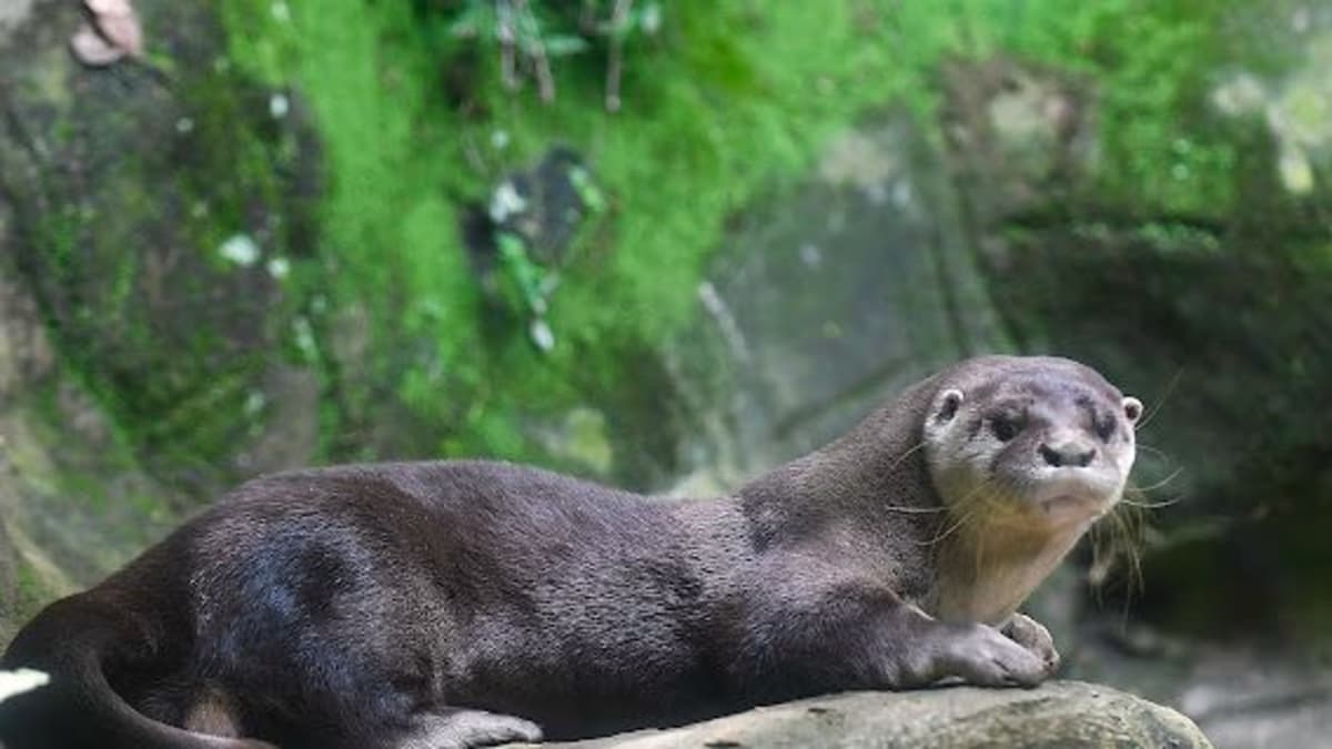 Nutria rescatada en Cali no podrá volver a su hábitat natural por daños irreversibles de cautiverio ilegal