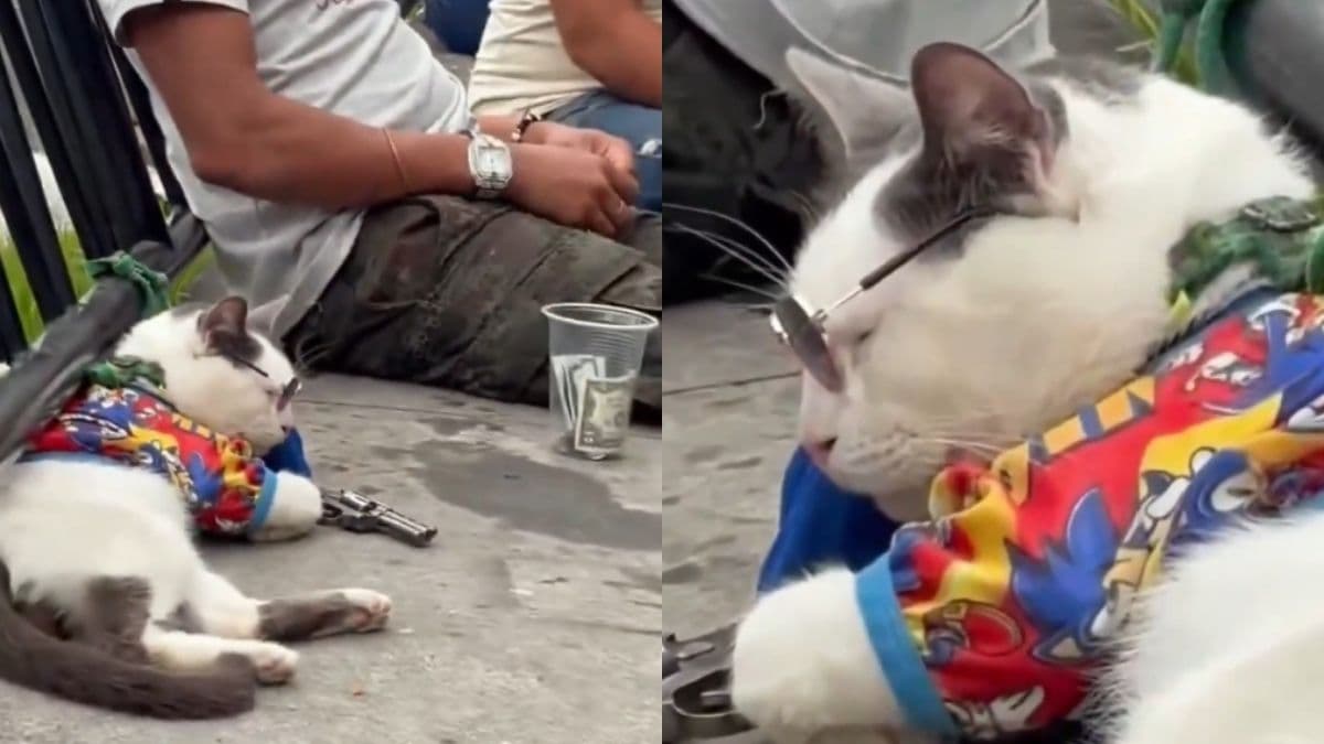 Indignación en Medellín: denuncian a persona que usaría gato sedado para pedir propinas en Comuna 13