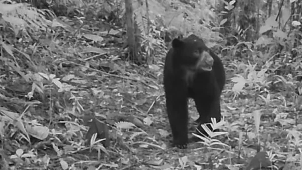 Oso de anteojos reaparece en Cali: señal de que la naturaleza se recupera en la región