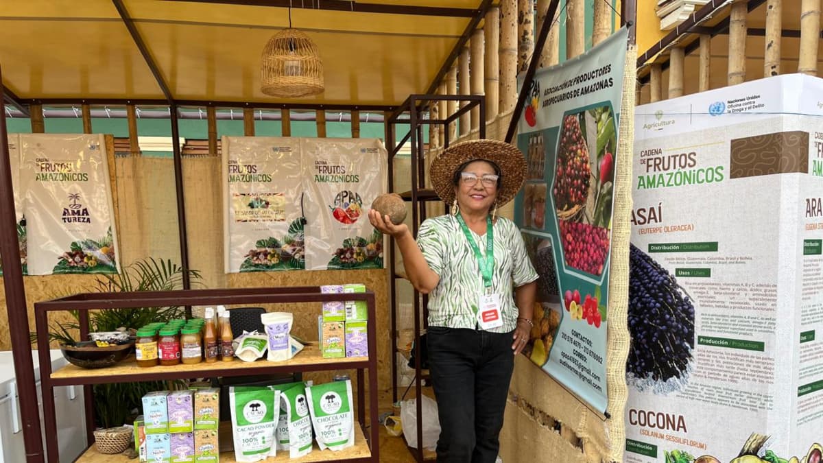 Del Putumayo al mundo: sacha inchi, la semilla que está transformando economías ilegales en negocios legales