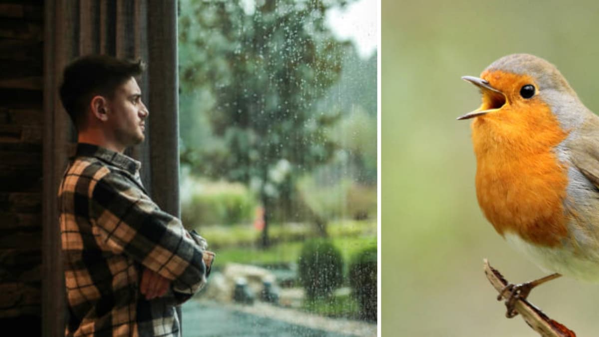 Los pájaros que cantan en su casa revelan la salud de su hogar y su entorno