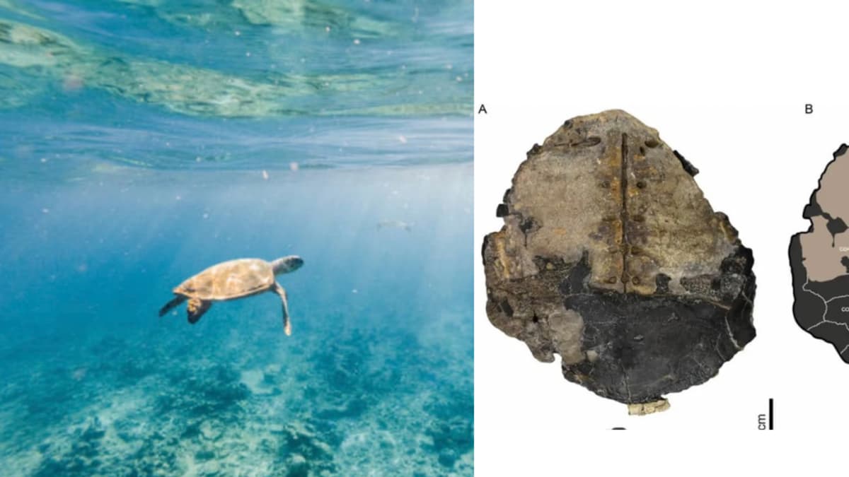 Fósil de tortuga marina hallado en La Guajira revela nueva especie de 132 millones de años