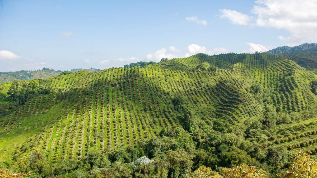 BBVA le apuesta 16 millones de dólares al agro colombiano, pero con una condición: reducir emisiones