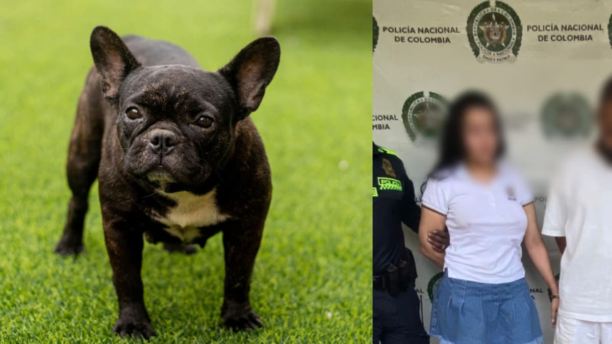 Capturan a dos personas por presunto maltrato animal: bulldog francés murió tras ser lanzada de balcón en Medellín