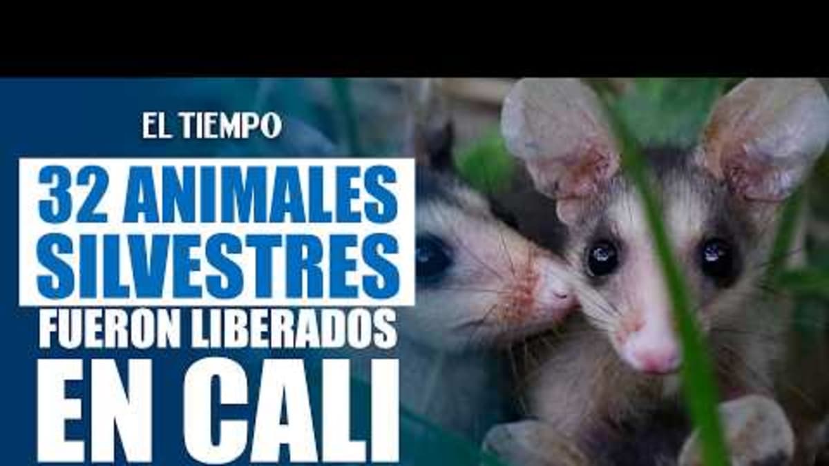 Cali liberó animales rescatados para conmemorar el Día Mundial de la Vida Silvestre