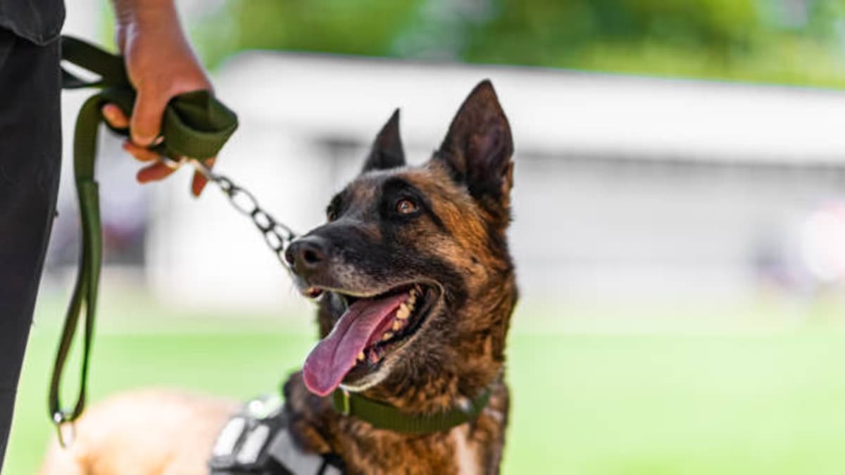 Tu perro no quiere salir a pasear: cómo identificar por qué y recuperar la rutina