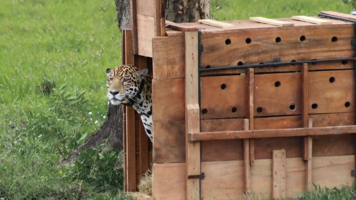 Jaguar liberado por la CAR ya recorre libremente más de 590 kilómetros en la Orinoquía