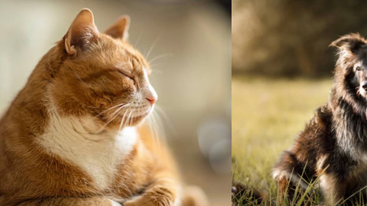 ¿Cuándo envejece tu mascota? Las edades clave según tamaño y especie