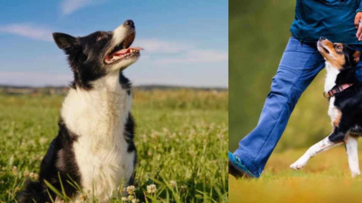 El "no" repetido pierde poder: cómo los dueños de perros cometen este error sin saberlo