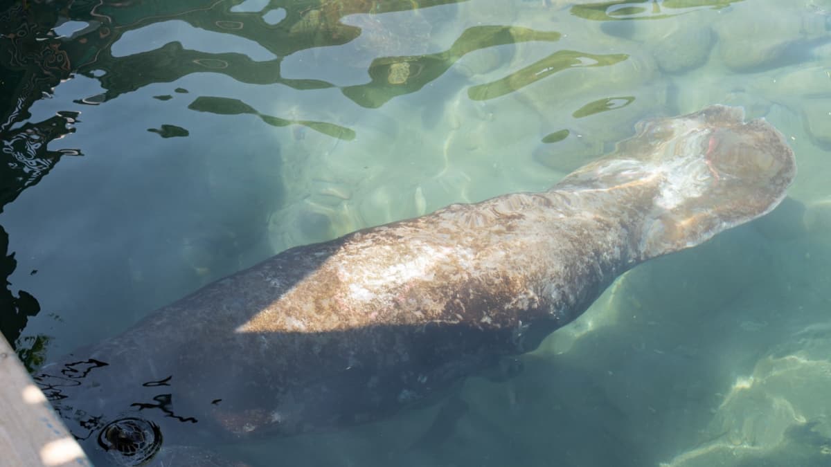 Ciruelito, el manatí que sobrevivió a tiburones y plantas térmicas, regresa al Caribe