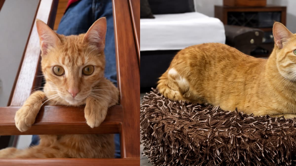 Familia honra a su gato Frankie con donación para rescatar animales en Bogotá