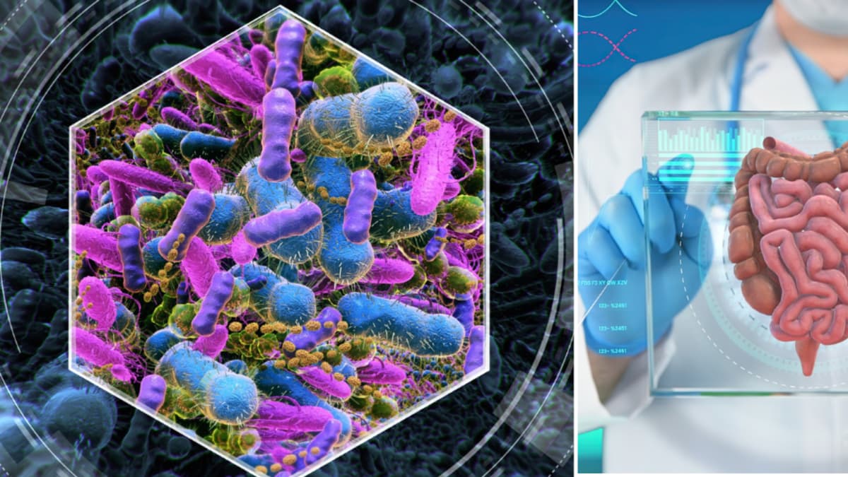 Descubren bacteria intestinal que fortalece los músculos y mejora la condición física