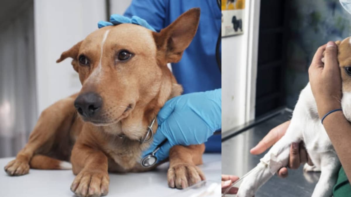 Moquillo en perros: cómo identificar esta enfermedad viral y proteger a tu mascota