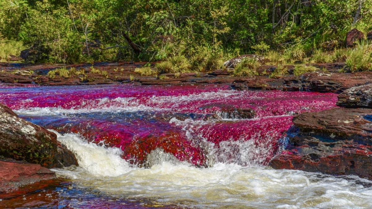 Satena reactiva vuelos de Bogotá a La Macarena para temporada de Caño Cristales