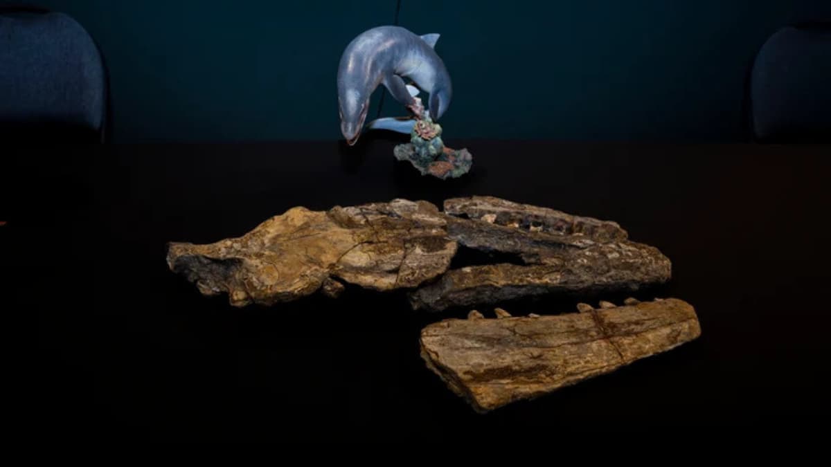 Descubren nueva especie de depredador marino que reinó en mares mexicanos hace 70 millones de años