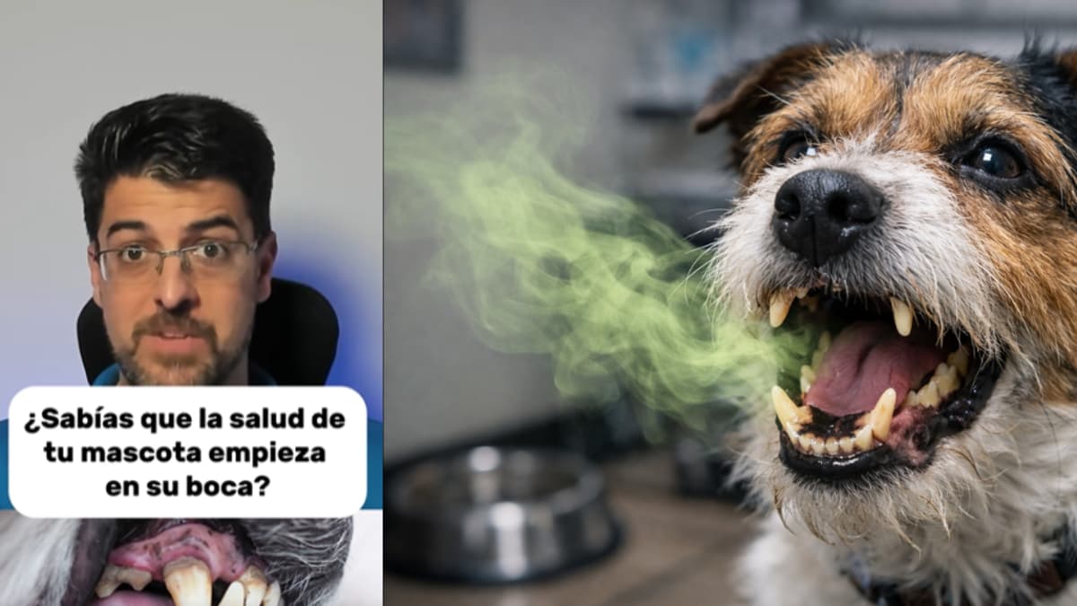 Mal aliento en mascotas: síntoma que no se soluciona solo con snacks dentales
