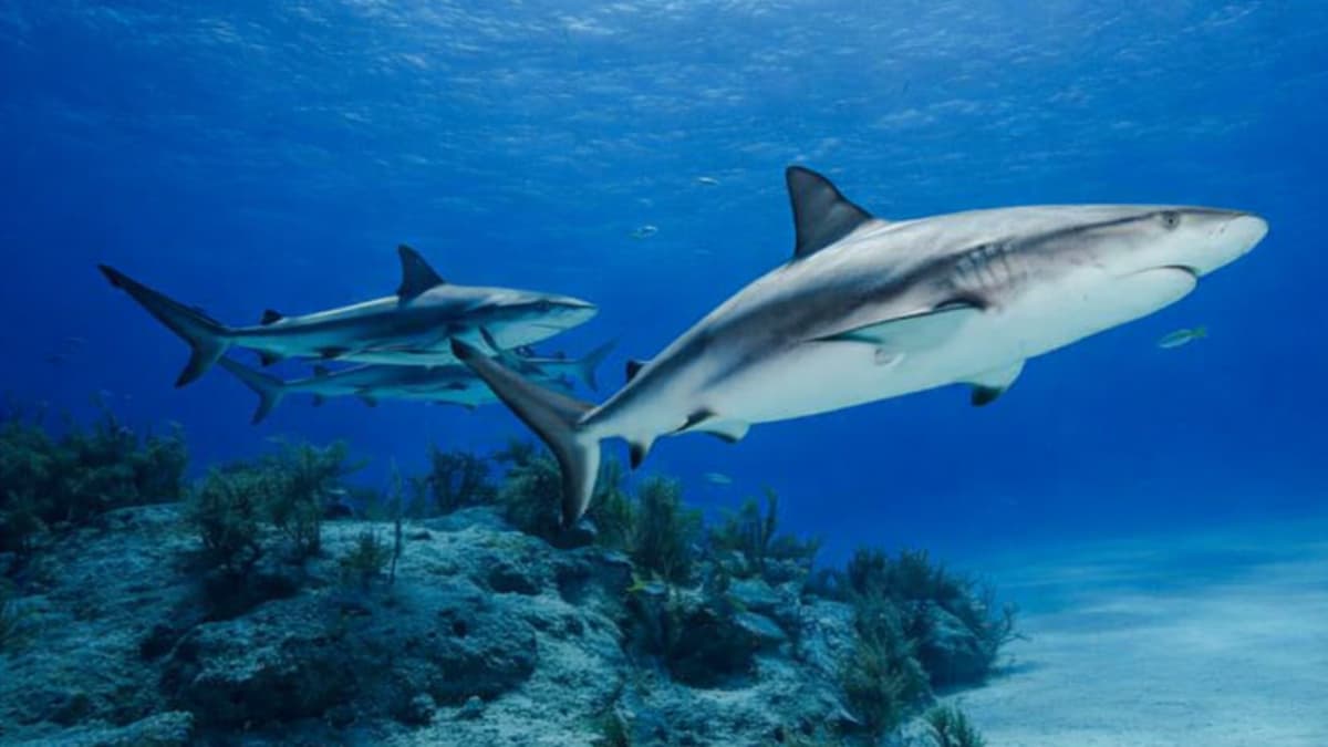 Tiburones en Bahamas tienen cocaína en la sangre: la alerta sobre contaminación marina que preocupa a científicos