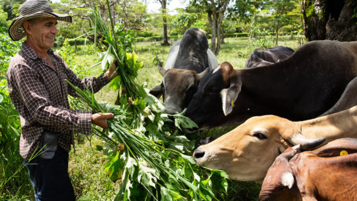 Recuperar el suelo degradado también es rentable: Colombia prueba que la sostenibilidad genera ganancias