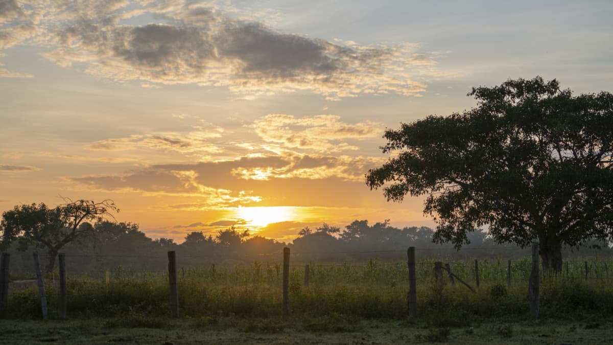Hatos ganaderos de Casanare albergan casi mil especies de plantas y funcionan como reservas de biodiversidad