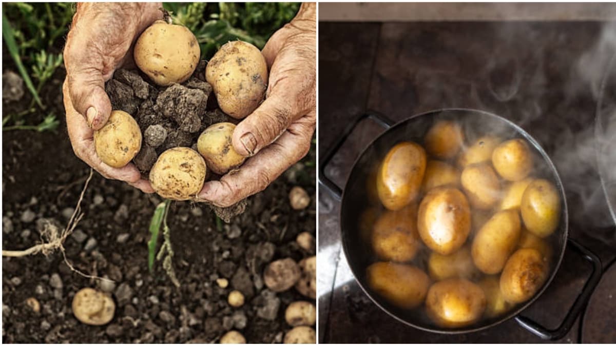 Papas germinadas: cuándo son seguras y cuándo hay que tirarlas a la basura