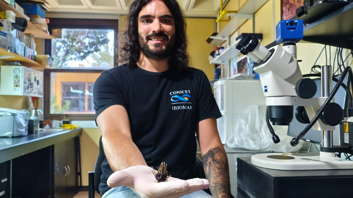 Descubren nuevo erizo de mar violeta en las profundidades del Atlántico Sur argentino