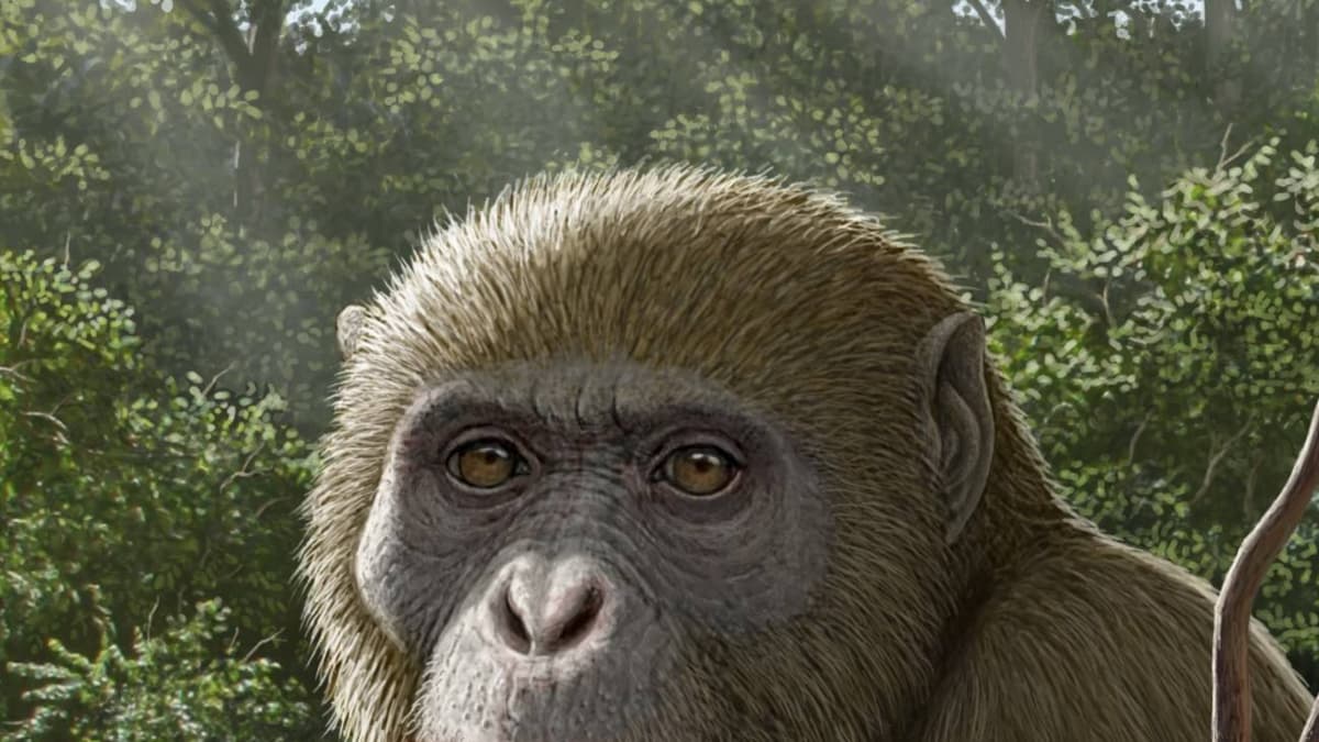 Descubren en Egipto un fósil que reescribe la historia del origen de los simios modernos