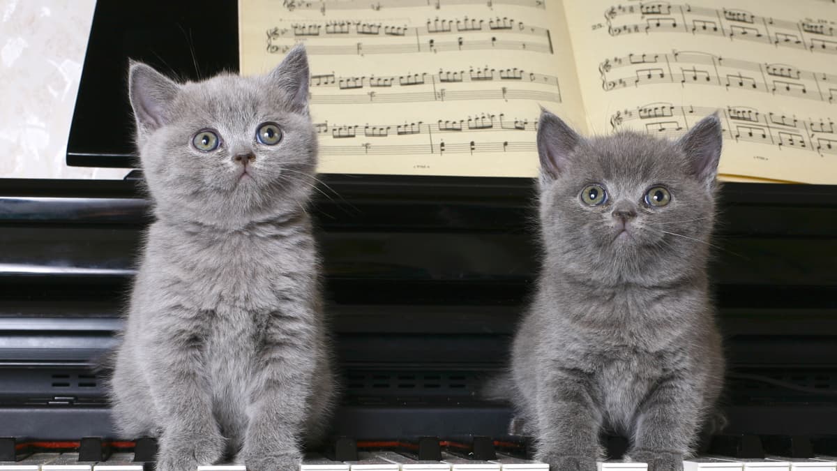 La música clásica reduce ansiedad en mascotas y disminuye anestésicos en cirugías