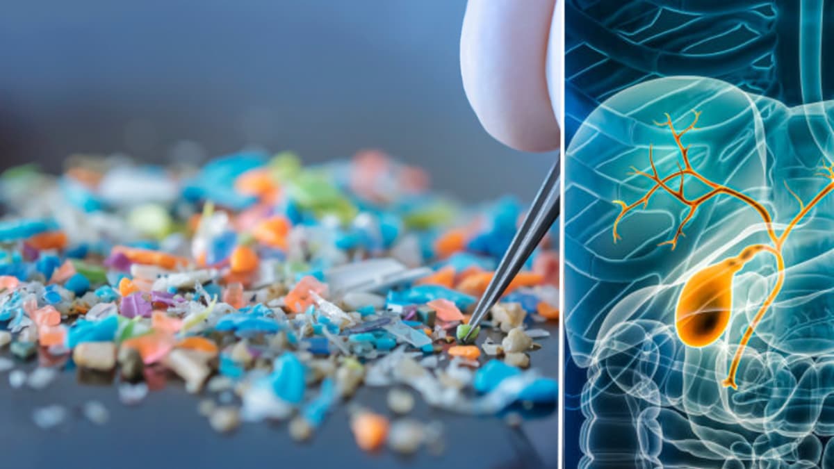 Hallan microplásticos en la bilis: científicos alertan sobre un "reservorio oculto" en el cuerpo