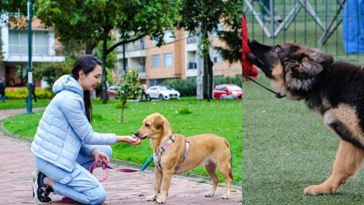 Tener perro en Colombia: qué obligaciones legales asumen los dueños