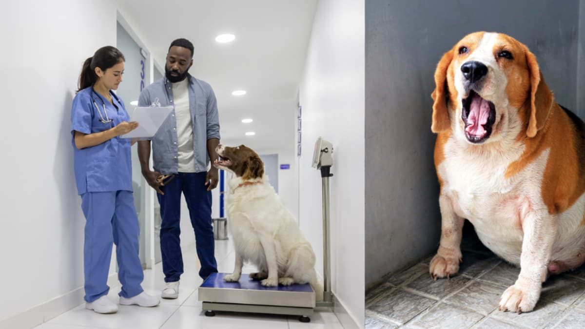 La diabetes en perros: una enfermedad silenciosa que avanza sin que los dueños la noten