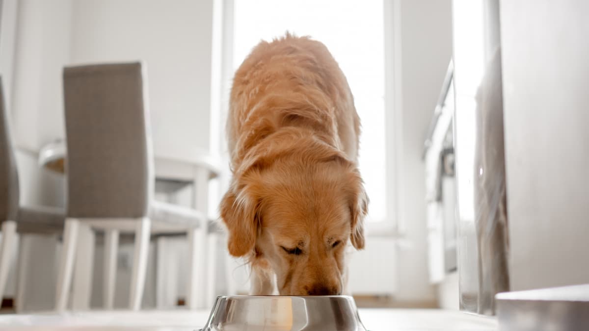 Perros y gatos no comen igual: cuántas veces al día debe alimentar a su mascota