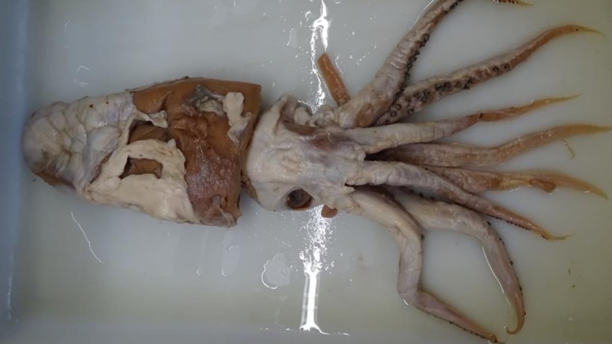 Descubren especie desconocida de calamar que estuvo 70 años guardada en un museo