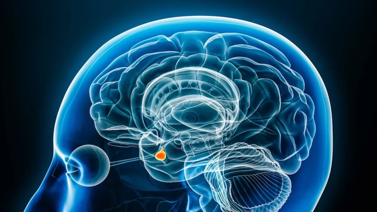 Científicos españoles descubren proteína clave en autismo y esquizofrenia