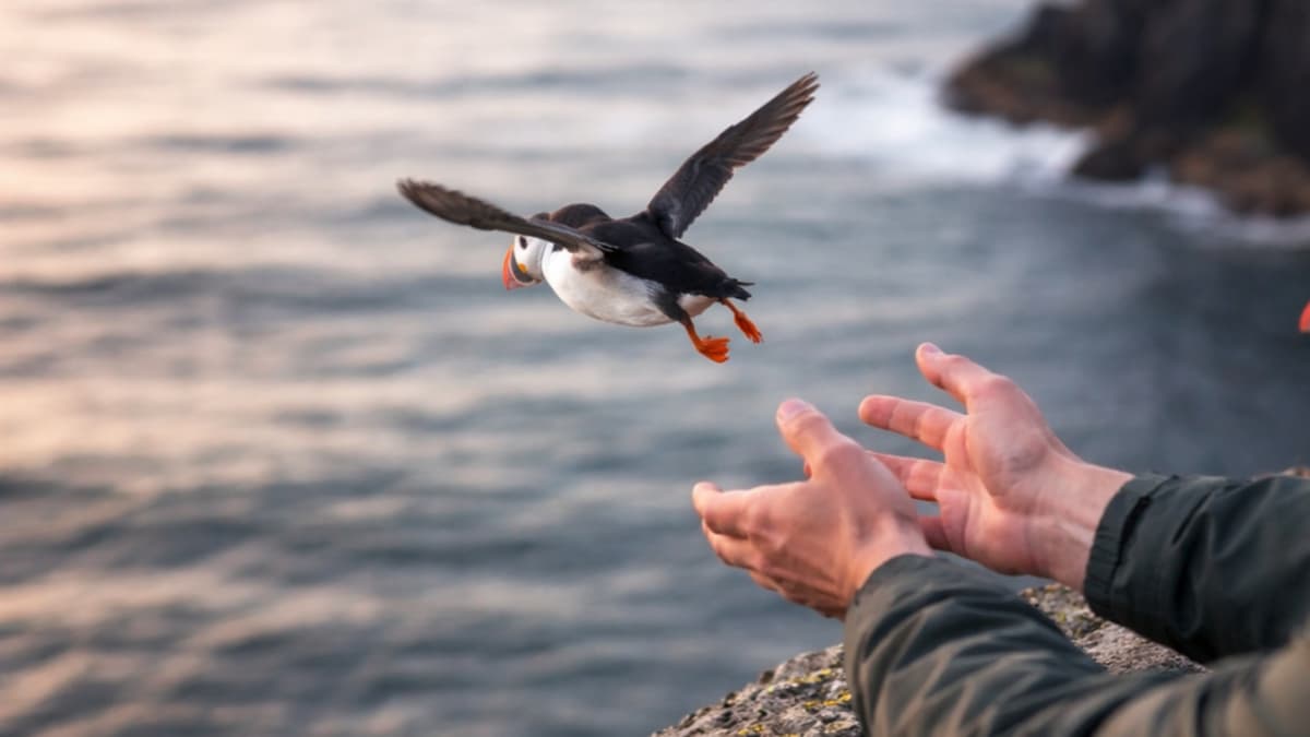 En Islandia lanzan crías de aves desde acantilados para salvarlas de la extinción